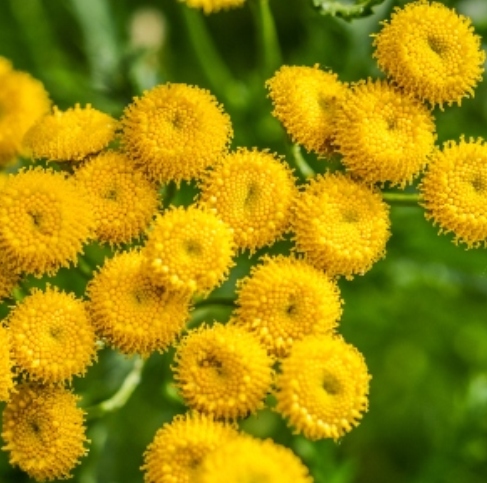 Tansy Blue Essential Oil 5